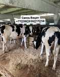 Продам бычки телята тёлочки