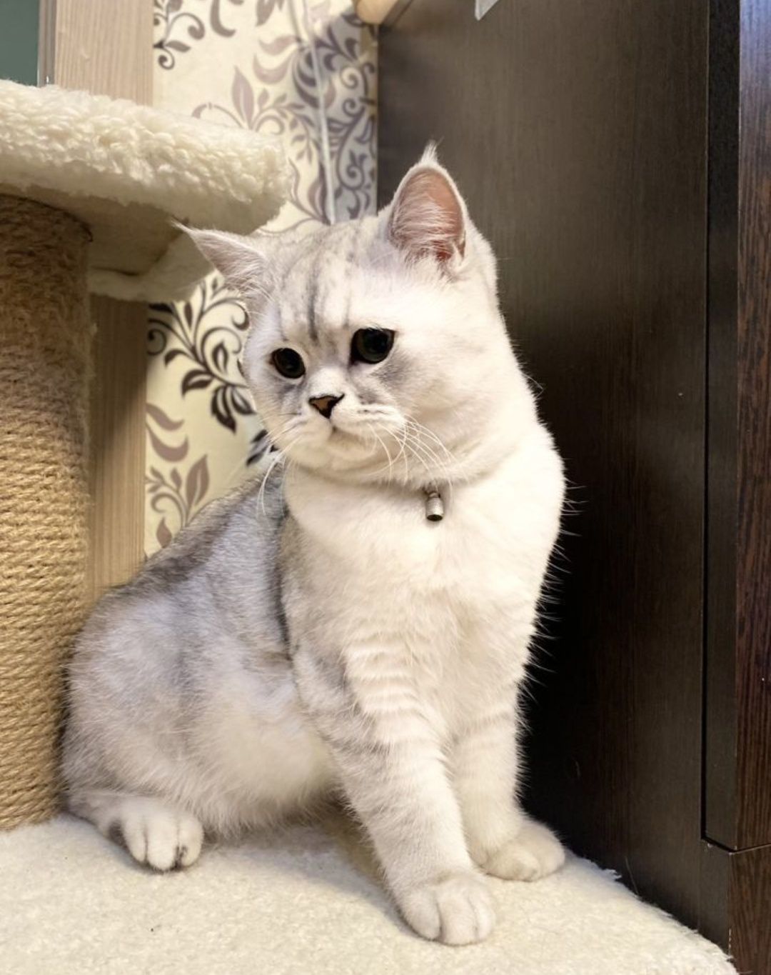 Шикарный опытный кот, приглашает невет! Кот шиншила!