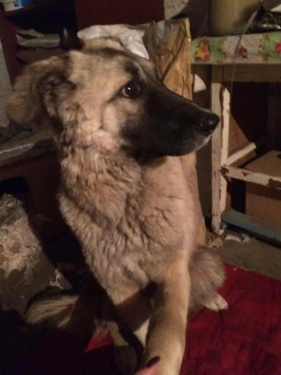 Отдам собаку бесплатно