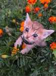 Отдам котят в хорошие руки