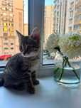 Котенок в добрые руки