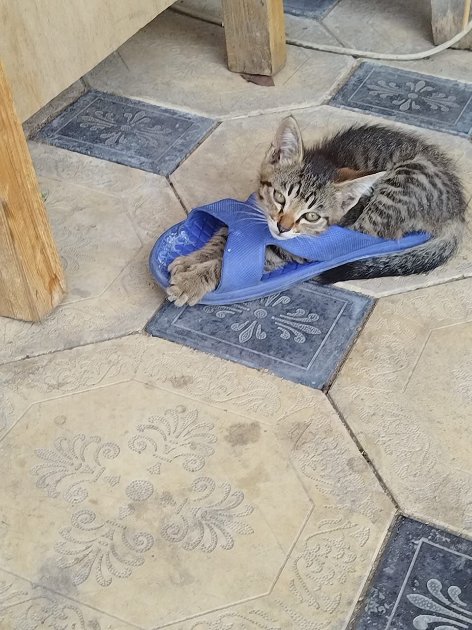 Отдадим котят в добрые руки