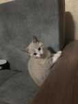кошка 2 мес ищет хозяина смотрите описание!!!
