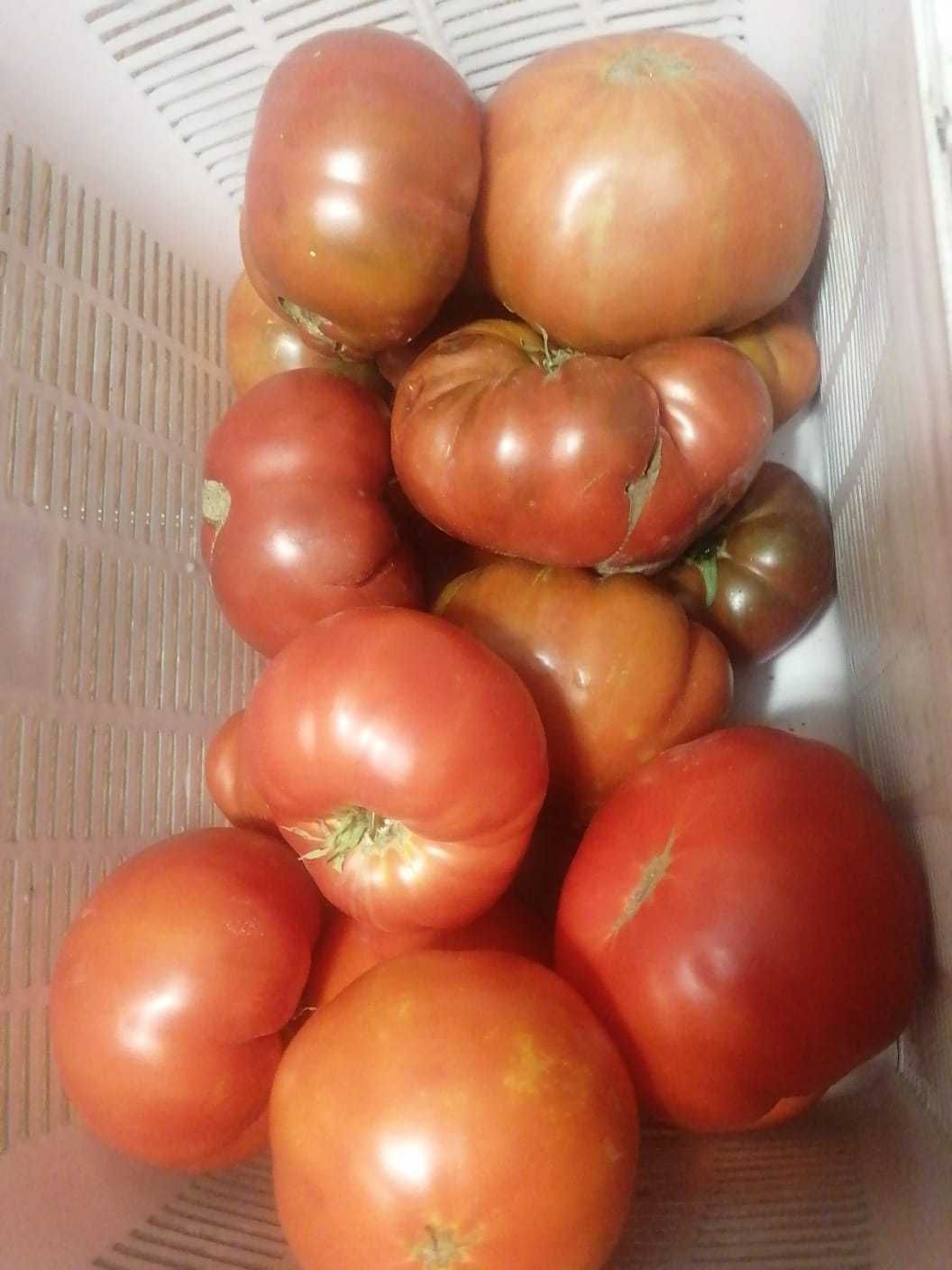 Продам помидоры домашние