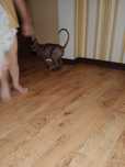 Продам 2 х породистых котов