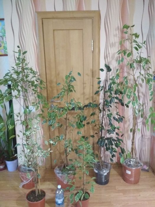 цветы для школы, офиса или дома красивые бегония пеларгония герань