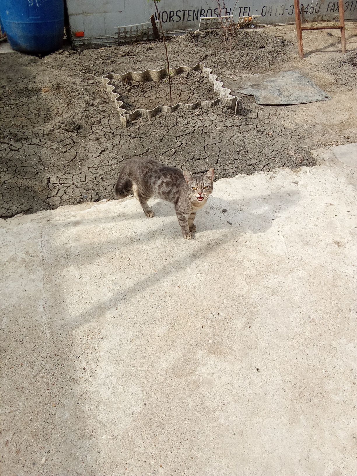 Отдам даром, котика