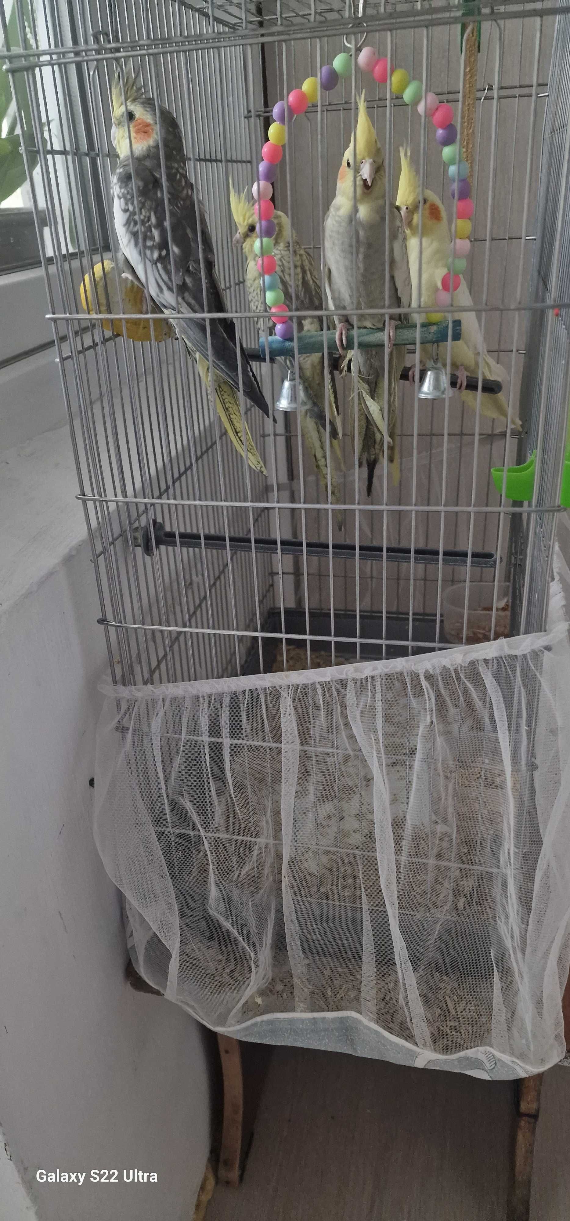 Кареллы папугаи продам