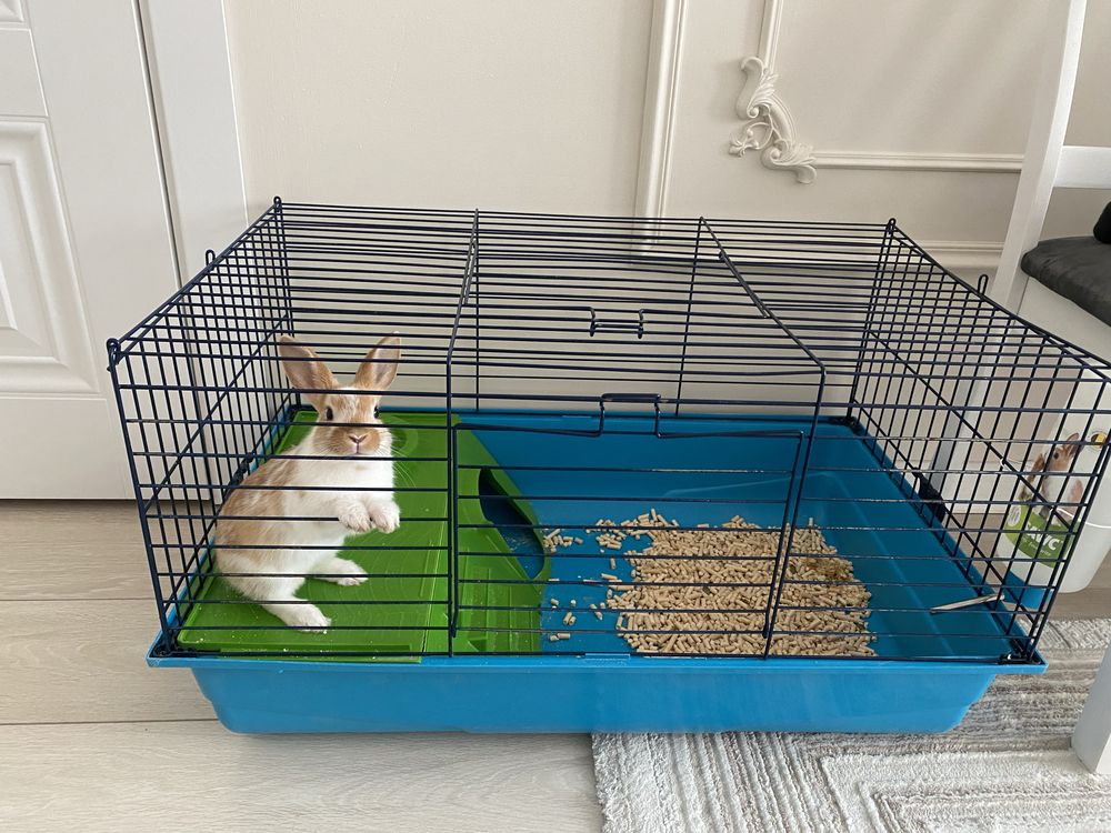 Продам декаративного кролика с домиком, кормом.