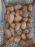 Продам семенной картофель
