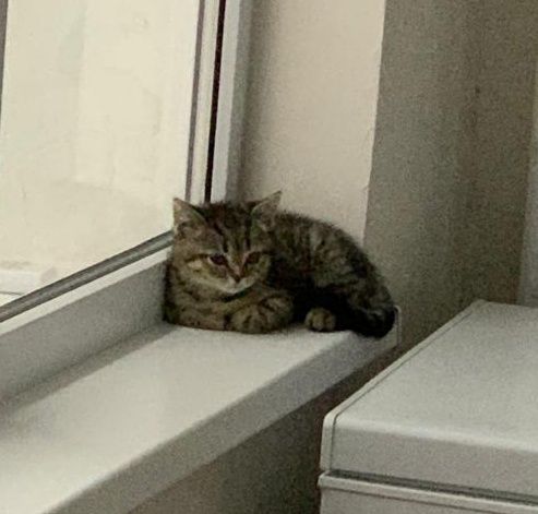 Веслоухая кошка отдам в хорошие руки