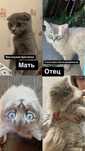 Отдам котенка в добрые руки