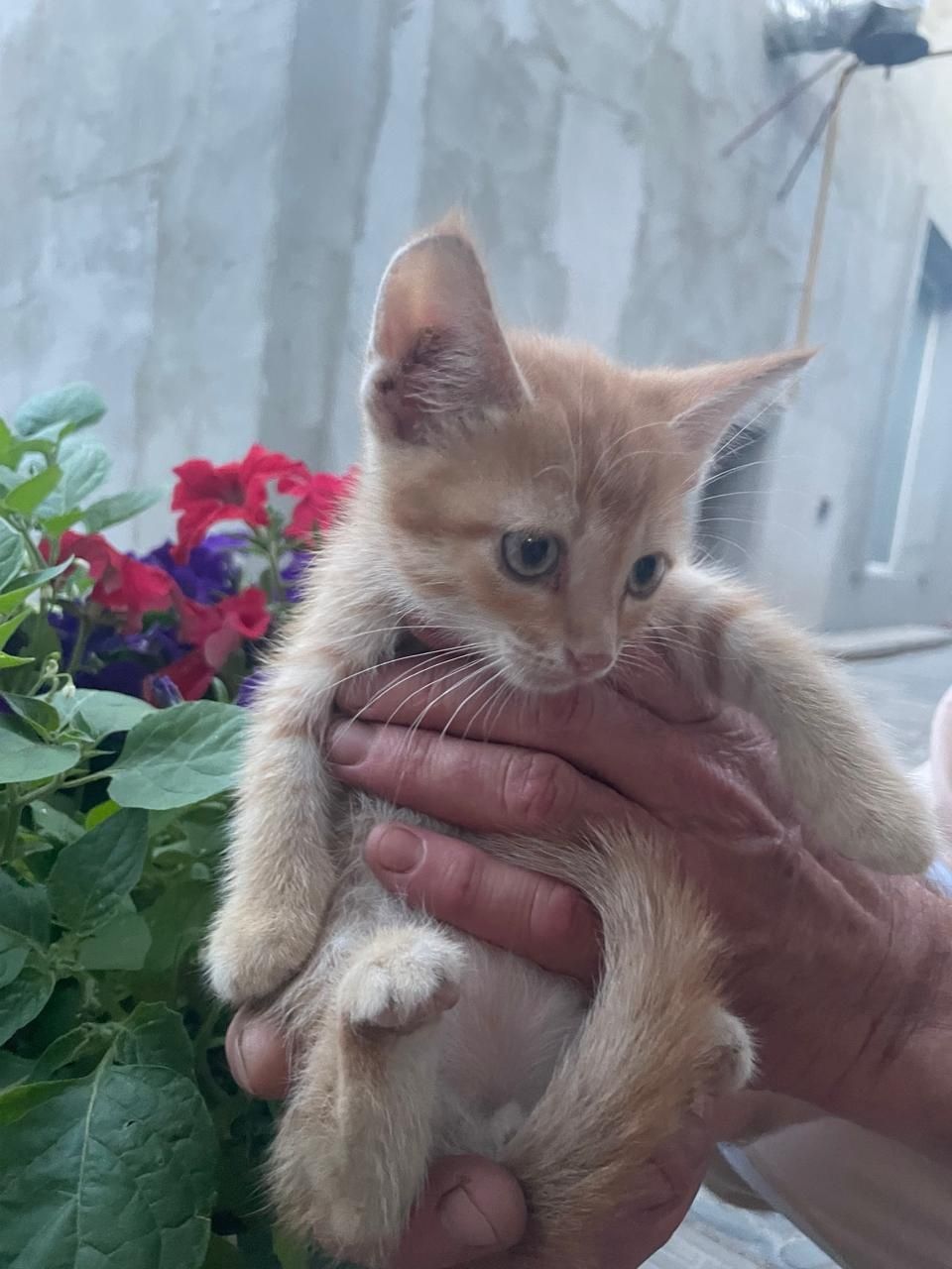 Отдам котят в хорошие руки