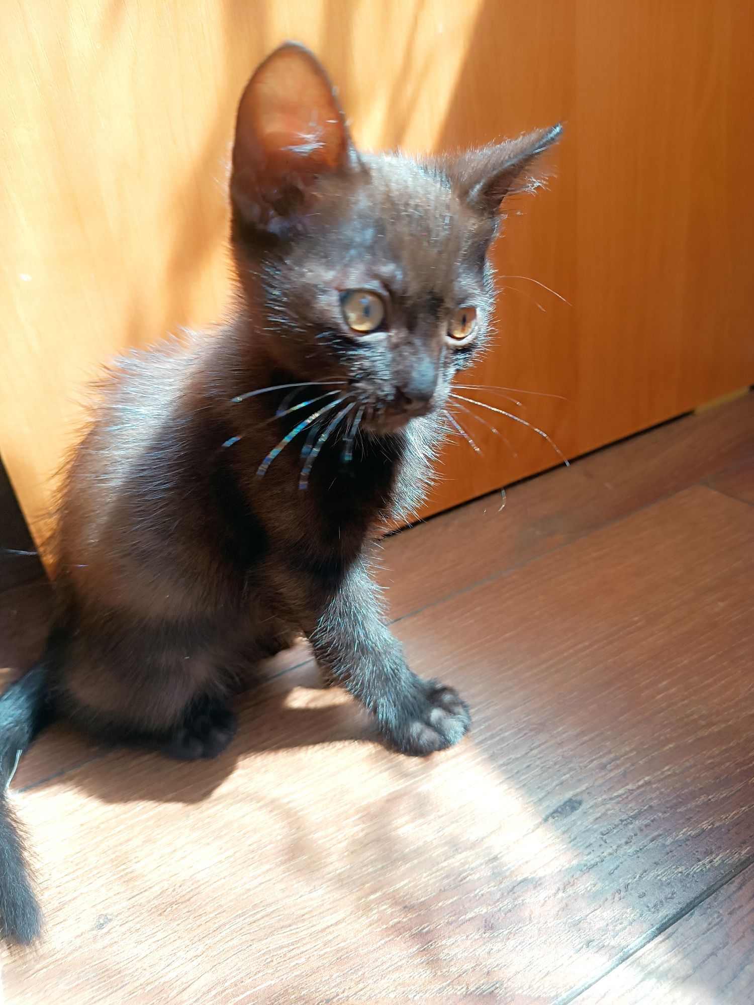 Отдам котят в добрые руки
