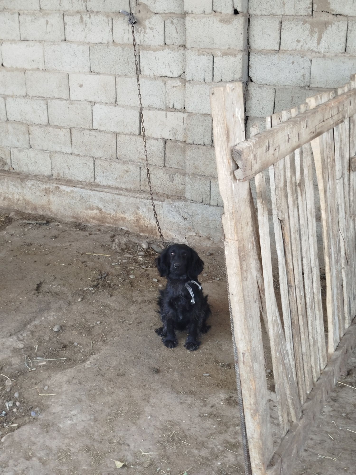 Күшік сатылады 1жасар