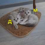 Сиамские красивые  котята в ответственные руки