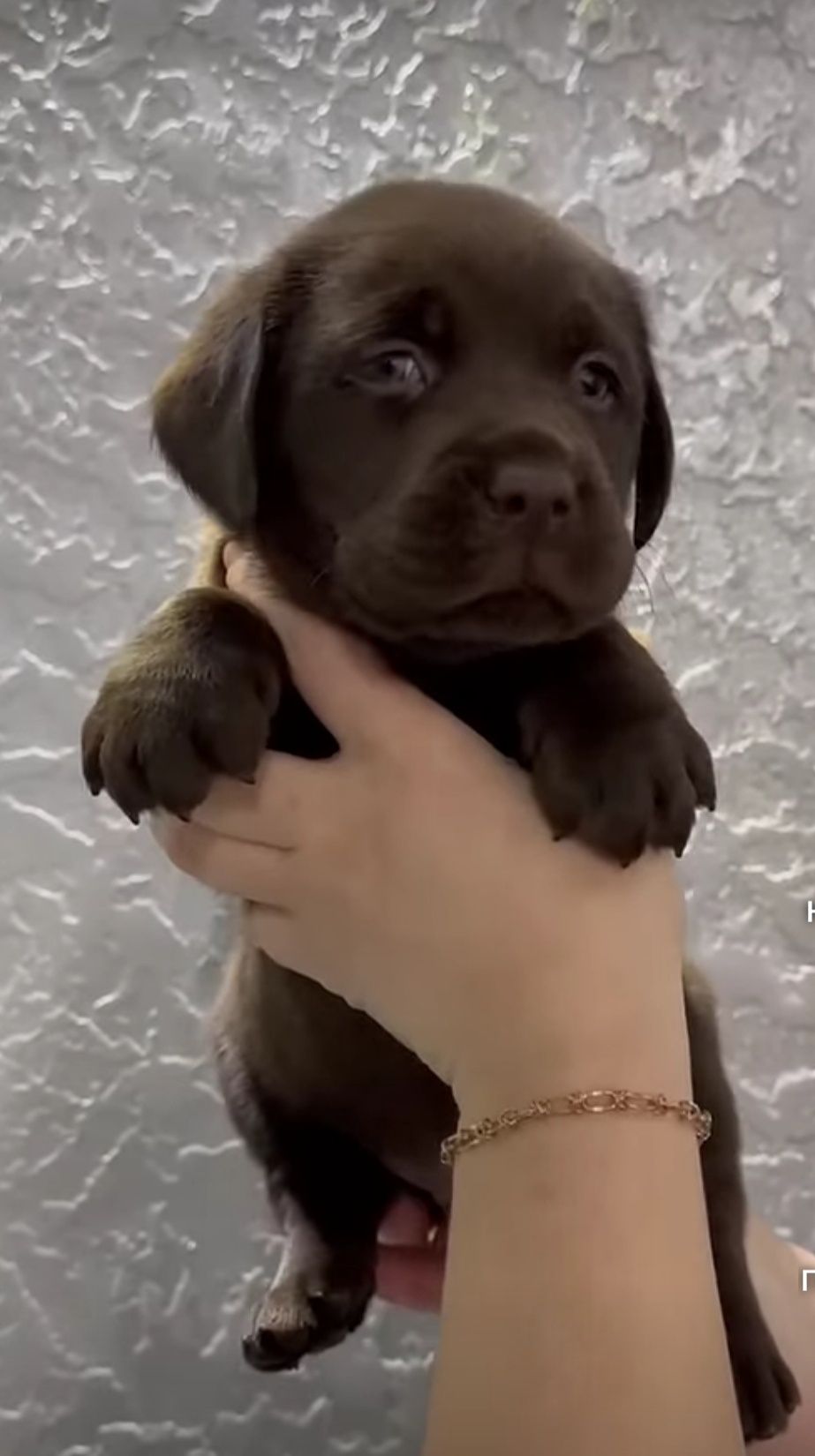 Щенки,шенульки разные!