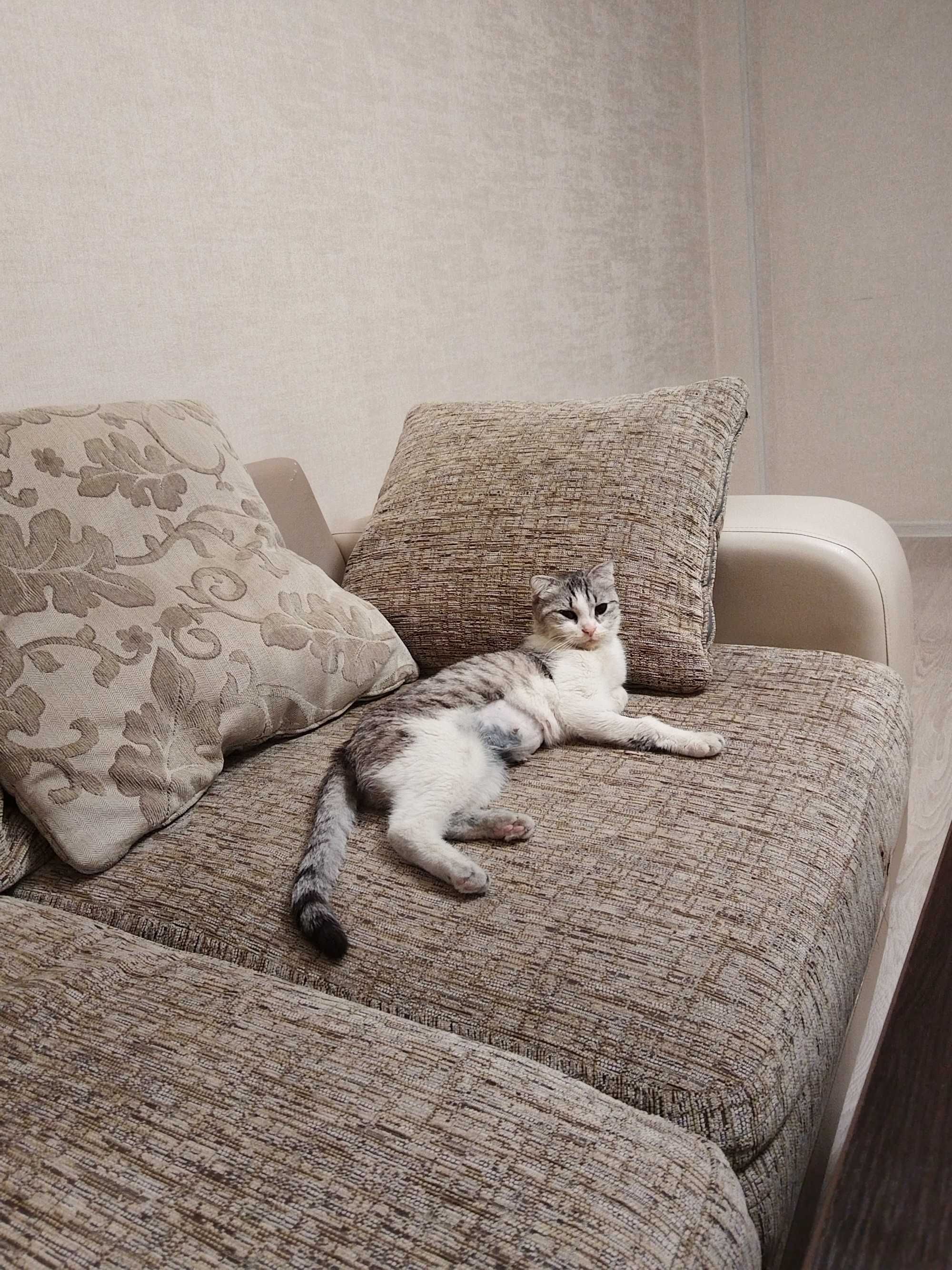 Отдам кошку в добрые руки
