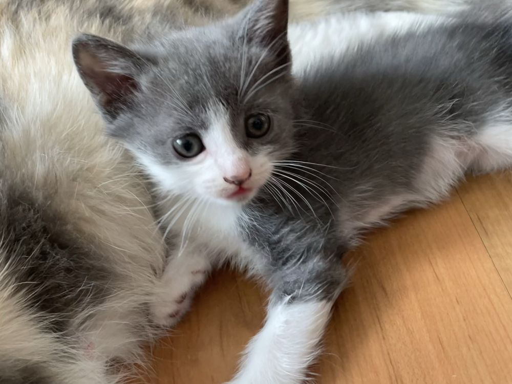 Продам котёнка-3 месяца