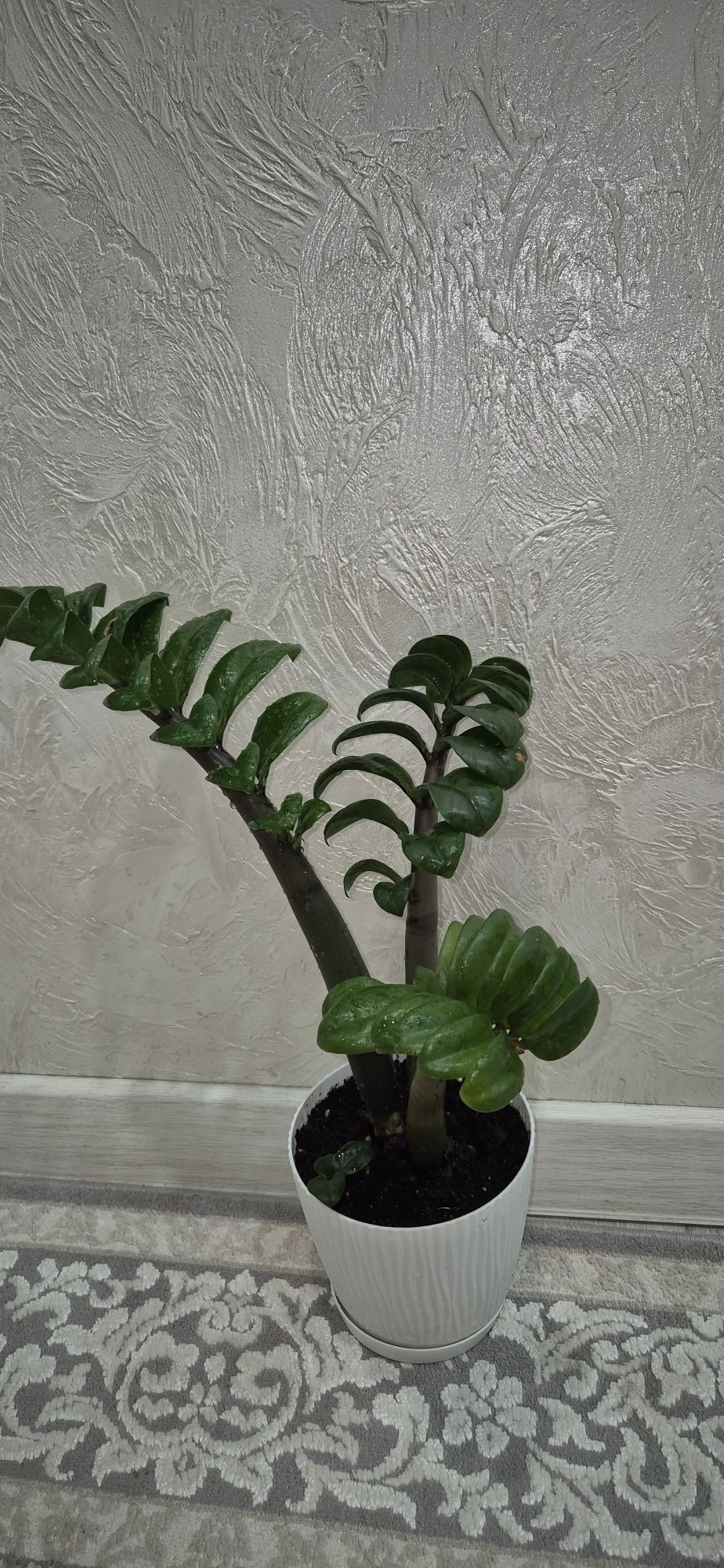 Комнатные цветы фикус ,бенжамин ,зензи.,