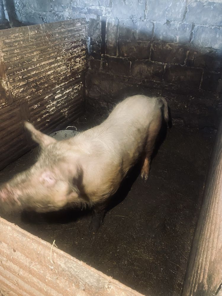Продам кабана . Ландрас. 1год