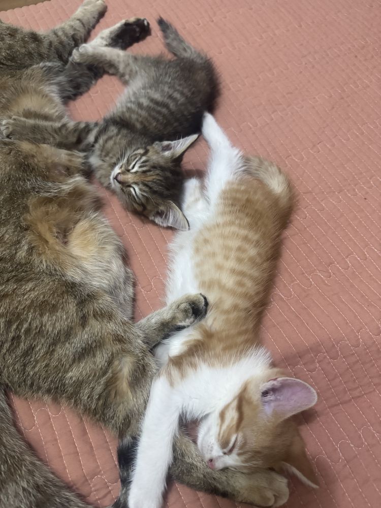 Отдам котят в хорошие руки