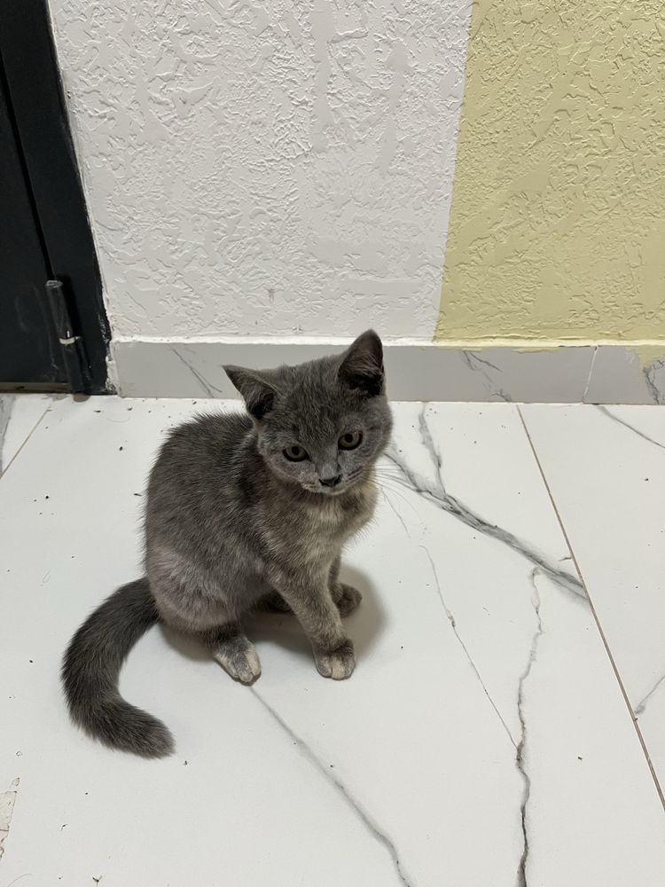 Котенок в добрые руки