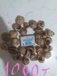 Продам ракушки для поделок