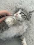 Котенок  в добрые руки