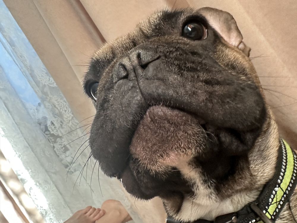 Ищет невесту французский кобель
