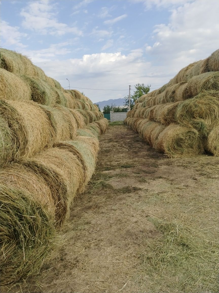 Шөп жоңышқа еспорцет рулондалған сатылымда бар