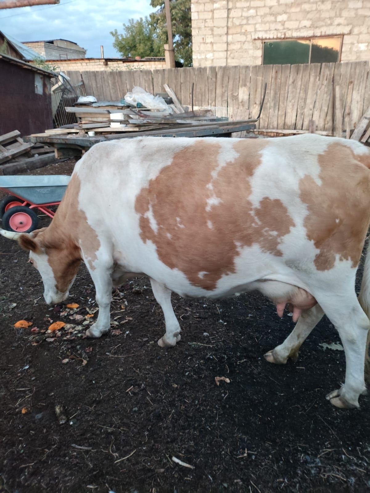 Продам дойную корову