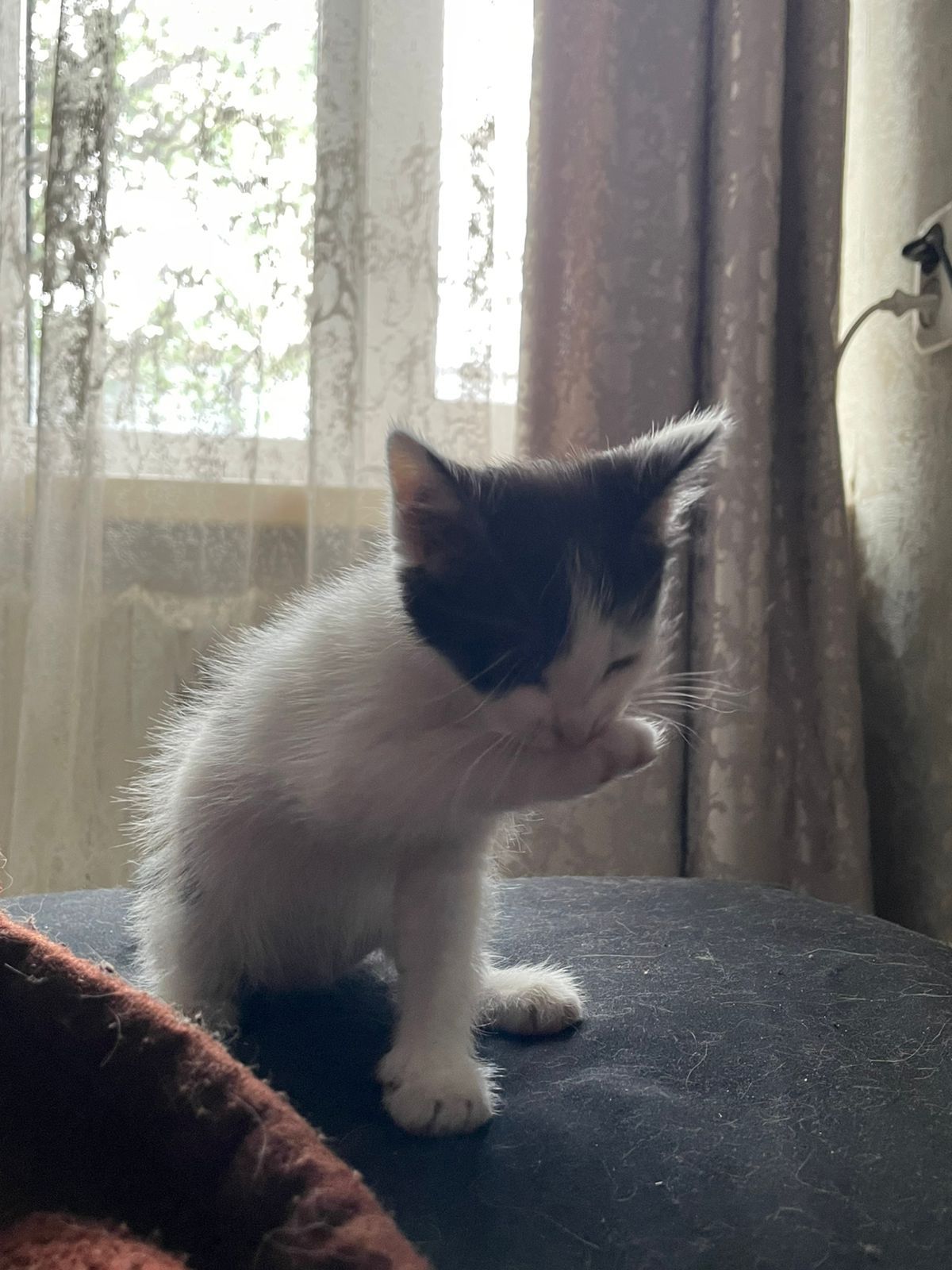 Кошечка крысыловка