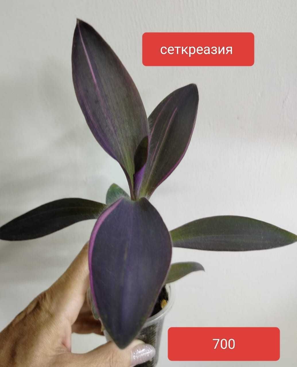 Продам комнатные растения.