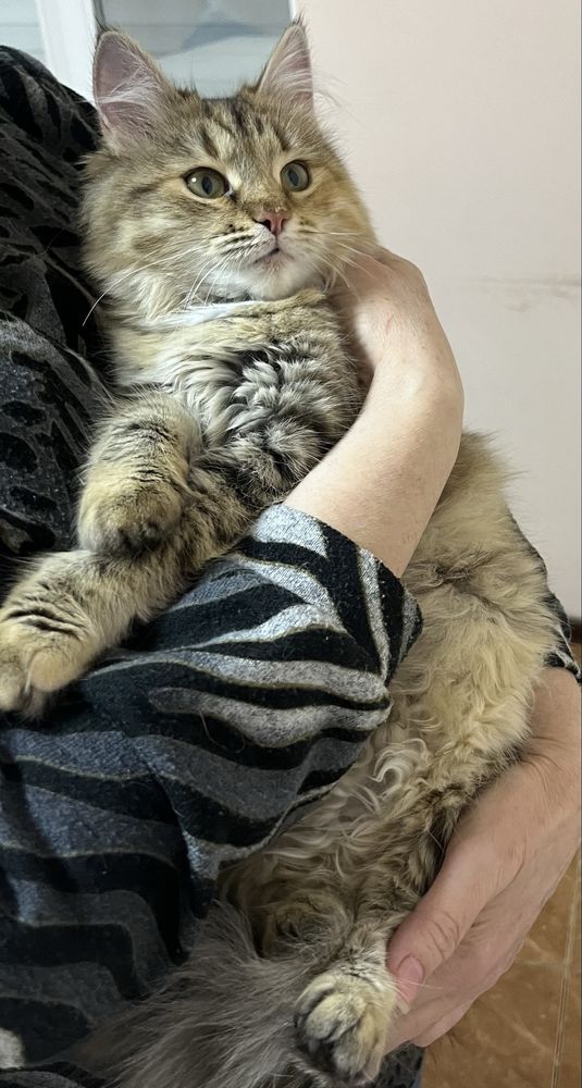 Кошечка в добрые руки