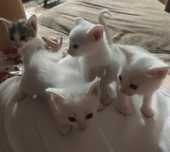 Котята в хорошие руки