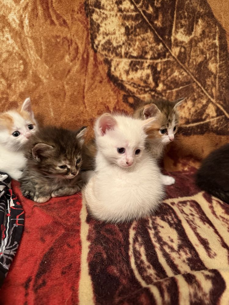 Котята крысоловы