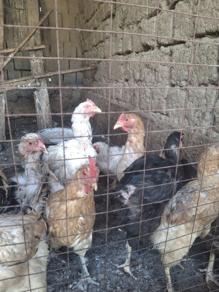 Продаю кур и петухов