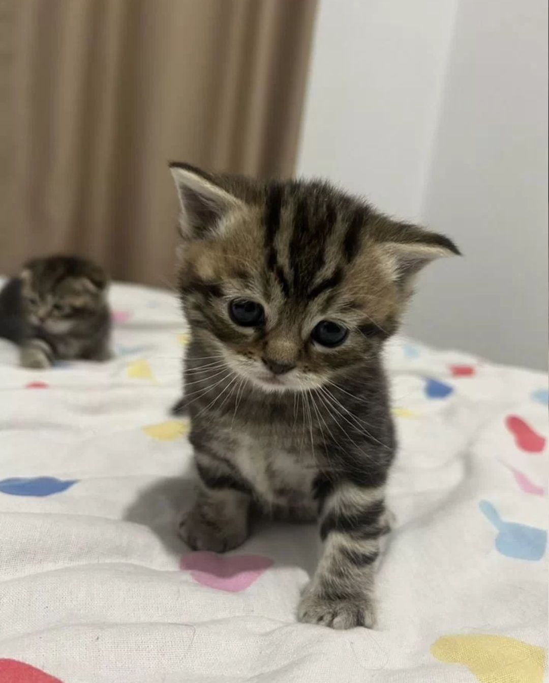 Британские котята 1.5 мес