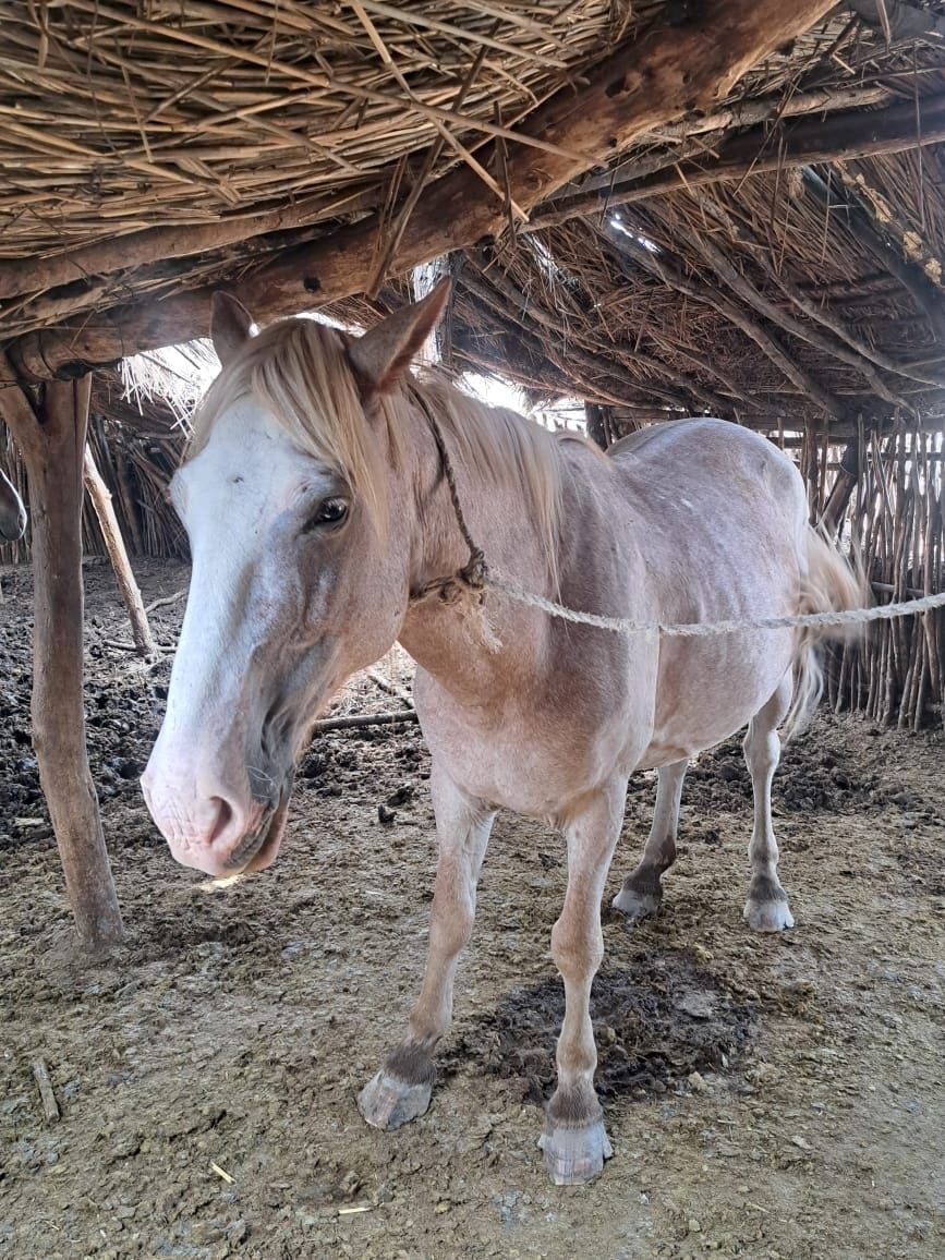 ат пішпе 8 ЖАСАР
