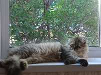 Отдам кота в добрые руки. К лотку приучен ему примерно месяца 4.