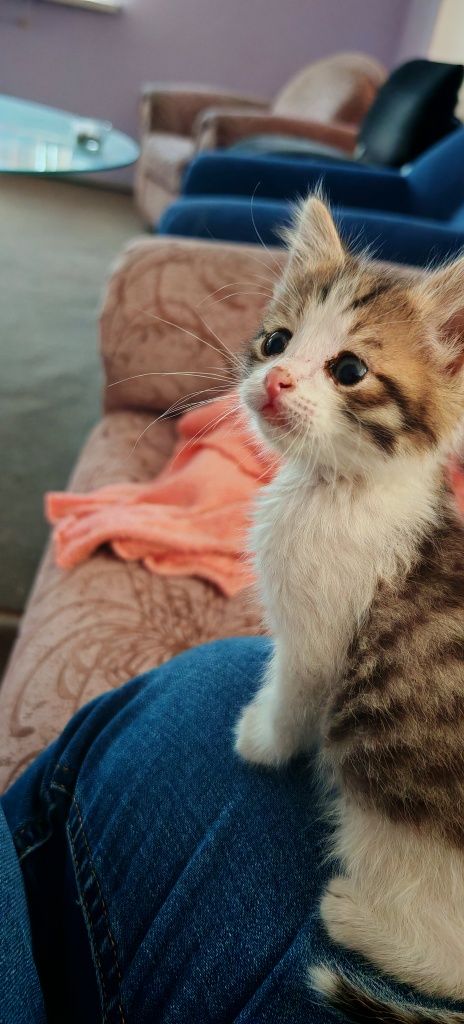 Отдам котенка (мальчик)