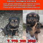 Щенок (девочка) в поиске дома
