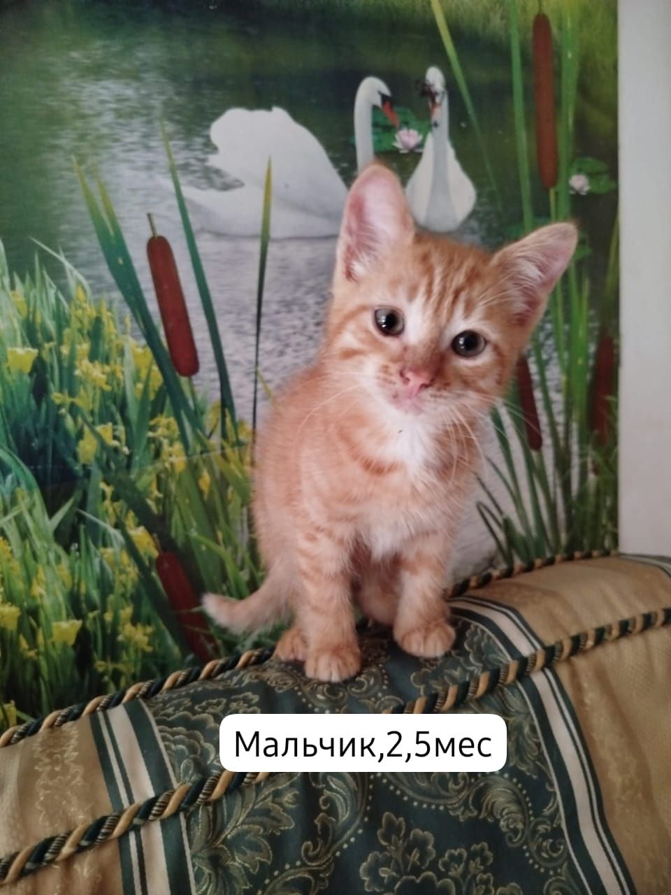 Котята бесплатно
