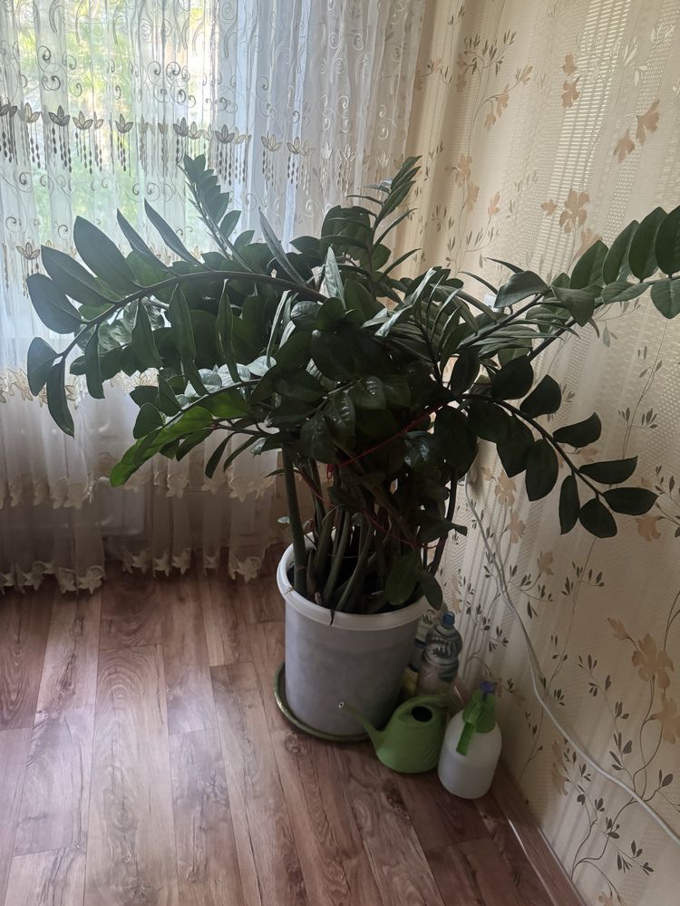 Продам растенение офисное