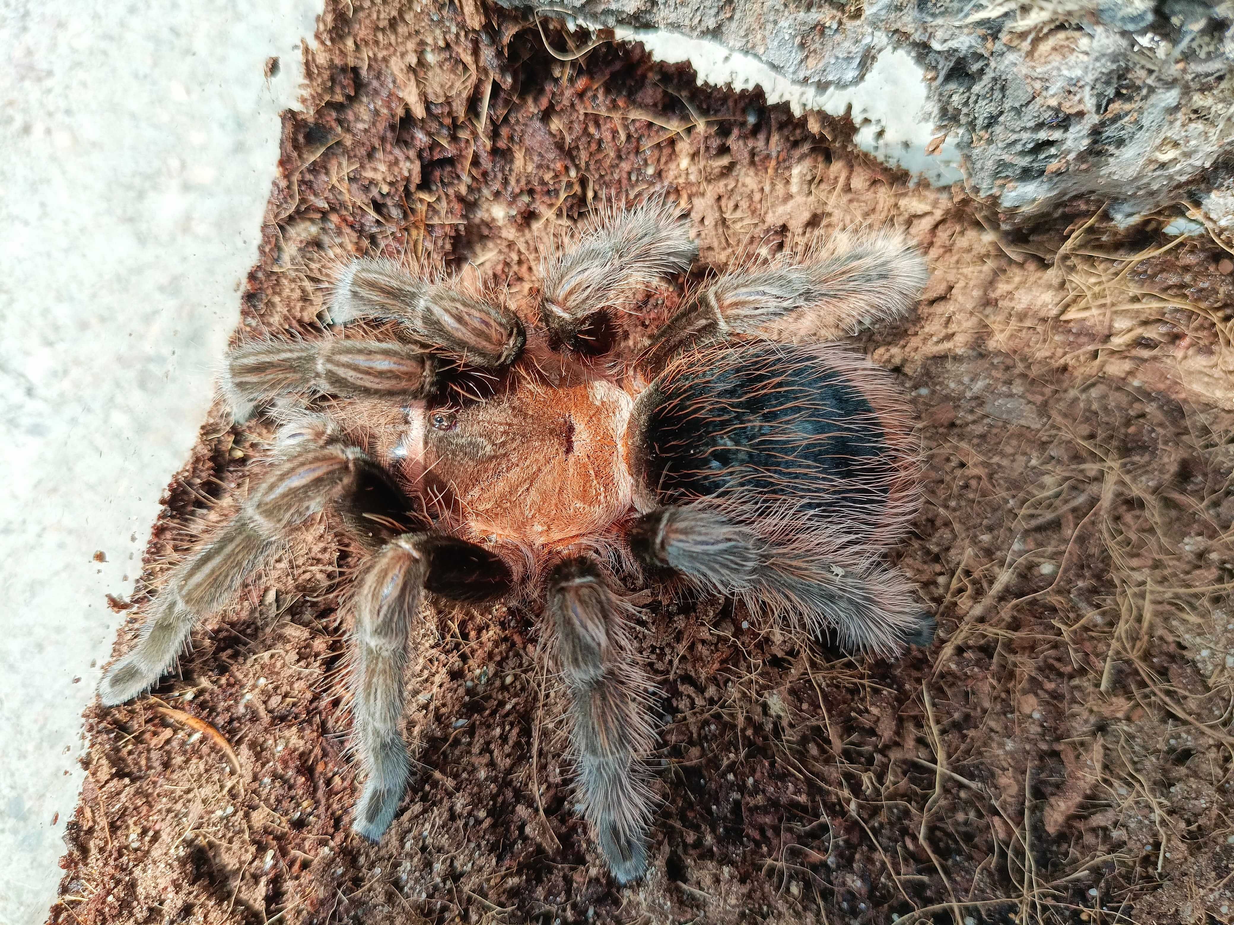 Brachypelma angustum (Sericopelma angustum) \ Паук-птицеед (Самка)
