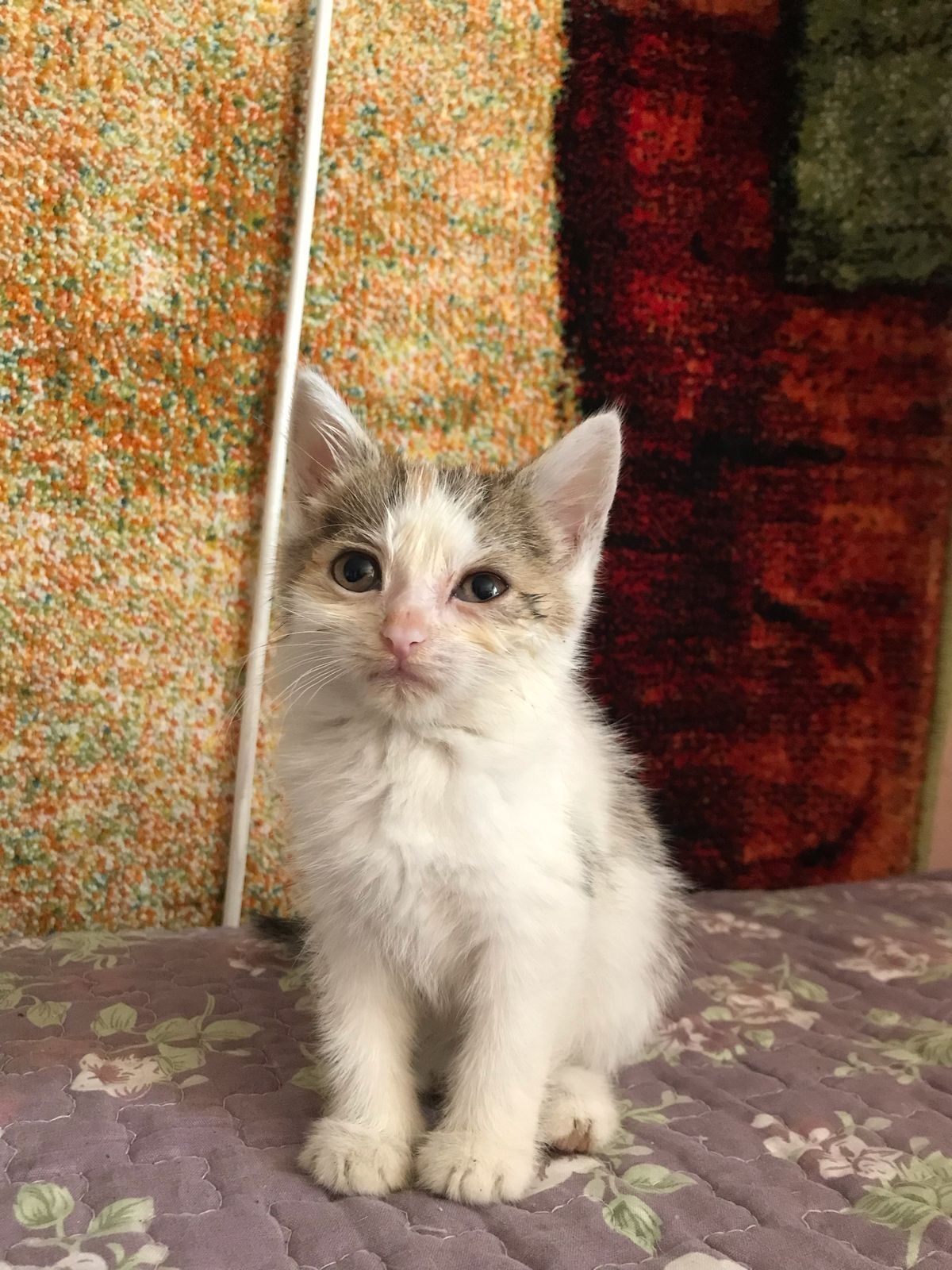 Котенок ищет семью и дом