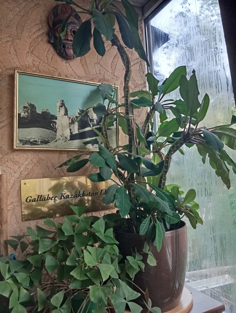 Продам  молочай и бабочки