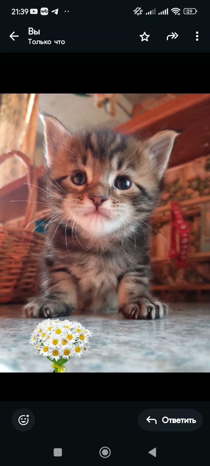 Мейн-куны котята  , красивые ласковые животные