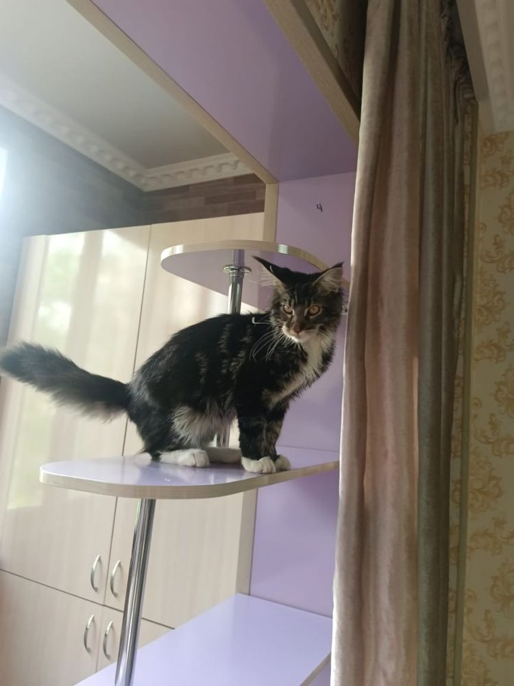 Кошка:Мейн-кун сатылады!